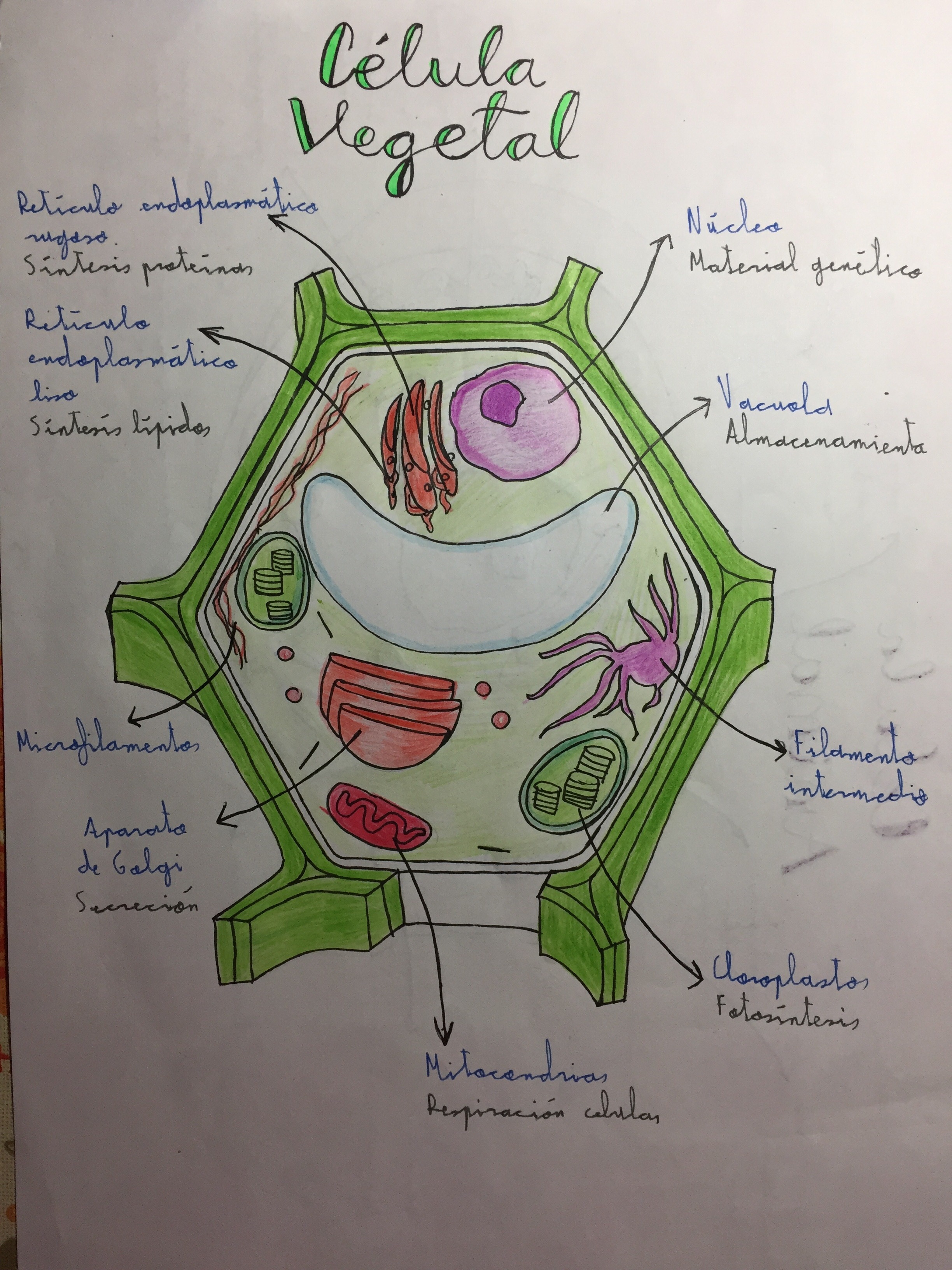 Célula vegetal y célula animal (eucariotas) – BiololoBlog